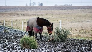 Nupuoštos žaliaskarės – geriau žirgams negu į atliekas