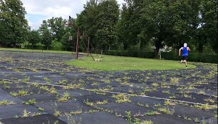 Roki&scaron;kio stadioną patys  sportininkai  vadina sodu  dėl vasarą jame auganćių žolių