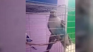 Var&scaron;uvoje užkirstas kelias retų papūgų kontrabandai
