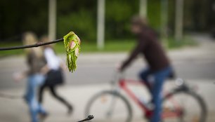 Vingiuojant sostinės dviračių takais...