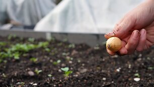 Žieminių svogūnų sodinimas