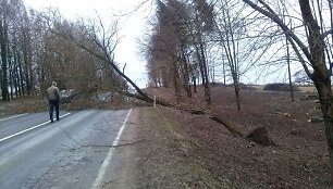 Nuvirtęs medis
