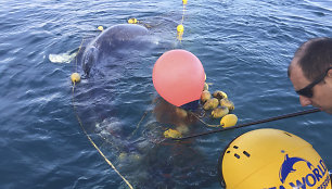 Australia_Whale_Rescue_82210.jpg-722ff