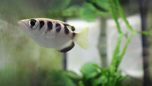 Žuvis spjaudalė (archerfish) gali atpažinti žmonių veidus
