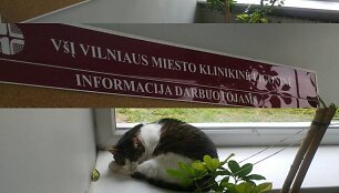 Katinas Vilniaus miesto klinikinėje ligoninėje
