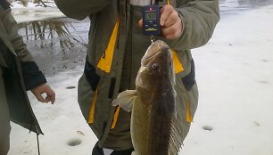 Valiaus 5 kg starkis
