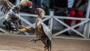 Gaidžių peštynės Madagaskare 