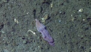Gelmių augalas, vadinamas &bdquo;violetine kojinaite&ldquo; 