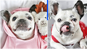 Iš prieglaudos paimta šunytė tapo instagramo žvaigžde: per šventes žmonės siunčia dovanų