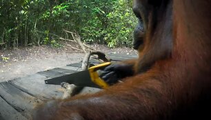 Orangutanė naudojasi pjūklu