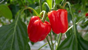 Paprikos