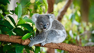 Koala