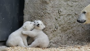 Baltosios meškos jaunikliai su mama Giovanna Miuncheno zoologijos sode