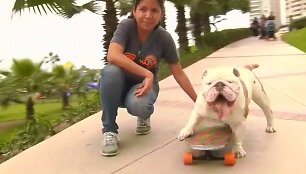 Buldogas Otto
