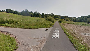 „Google street view“ užfiksuotas kiškis