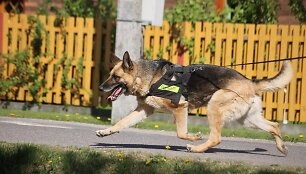 Policijos &scaron;unų mokymai