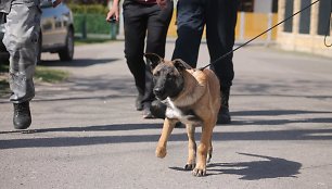 Policijos šunų mokymai