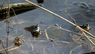 Karantinas pavasariui nerūpi: gamta bunda lepinama saulės