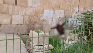 Izraelio naujakuriai pamovė negyvo asilo galvą musulmonų kapinėse Jeruzalėje