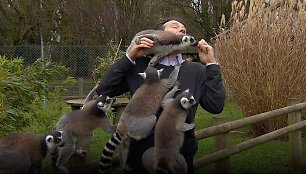 BBC reporterį zoologijos sode užpuolė lemūrai 