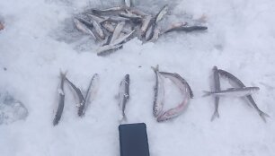 Kur&scaron;ių mariose jau ėmė aktyviau kibti stintos