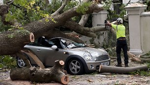 Ant automobilio užvirtęs medis