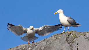 Sidabriniai kirai (Larus argentatus)