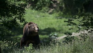 Rumunijoje esančio meškų prieglobsčio gyventojai