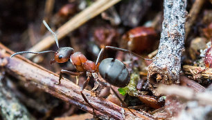 Kiek skruzdėlių gyvena Žemėje? Mokslininkai pateikė atsakymą