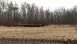 56d5ad3960a27video_56d5ad32e1bb1