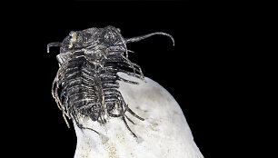 Trilobitas