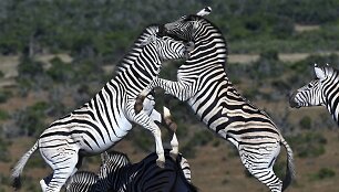 Zebrų kova Pietų Afrikoje