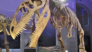 Dinozauro griaučiai Helsinkio istorijos muziejuje 