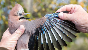 „Drastiškas ir ciniškas eksperimentas“: dėl klimato kaitos paukščiai net keičia spalvas