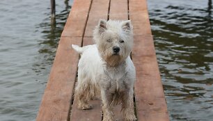 &Scaron;uo