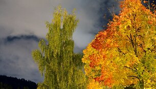Ypatingai gražus &scaron;ių metų ruduo Vytauto &Scaron;auklio nuotraukose