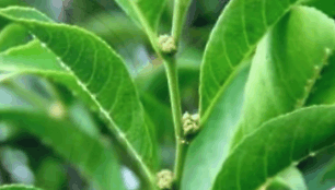 Nikeliu mintantis augalas Rinorea Niccolifera