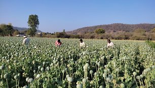 Vietinis kaimo darbininkas pjausto opijaus lukštus ir renka opijaus lateksą. 2022 m. kovo 4 d. Daru, Madhja Pradešas. Legalaus opijaus augintojo nuotr.