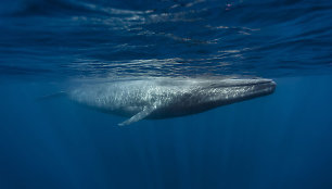 Mėlynasis Banginis prie Šri Lankos krantų