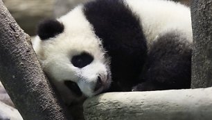 Panda Juan Zai traukia turistus iš viso pasaulio