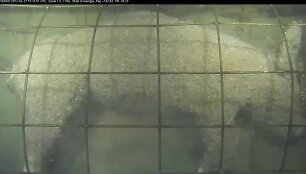 caged-pig-forensic-experiment-in-the-ocean