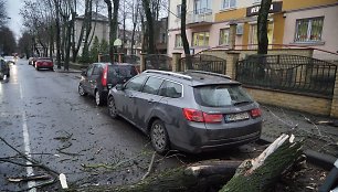 Klaipėdoje ant automobilio užvirto medis