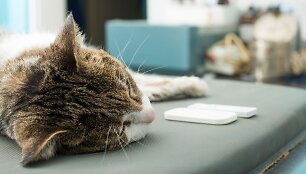 Katė veterinarijos klinikoje