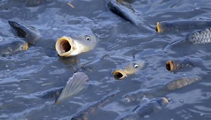 Visa tiesa apie žuvis – sklaidome mitus