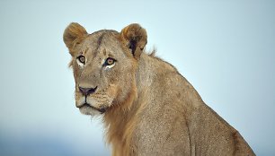 Liūtė Kenijos gyvūnijos rezervate