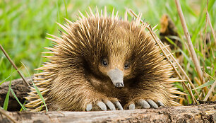 Echidna