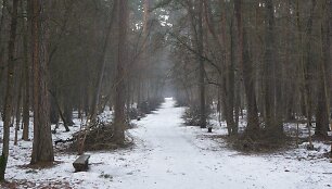 Tvarkomas Vingio parkas