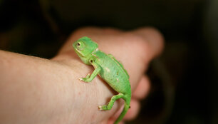 Jemeno chameleonas