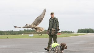 Sakalų treniruotė