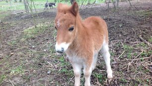 Dainos Bilevičiūtės gauta dovana – ponis